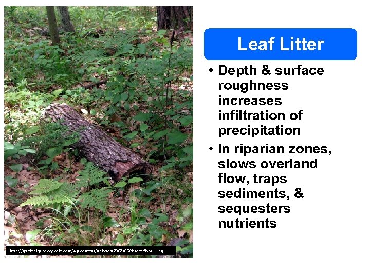 Leaf Litter • Depth & surface roughness increases infiltration of precipitation • In riparian