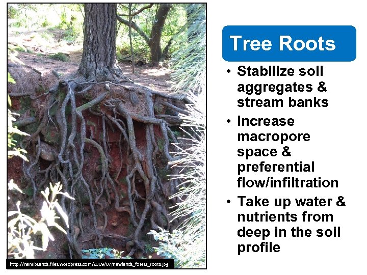Tree Roots • Stabilize soil aggregates & stream banks • Increase macropore space &