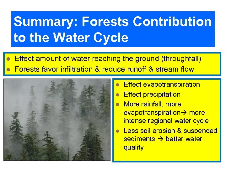 Summary: Forests Contribution to the Water Cycle Effect amount of water reaching the ground