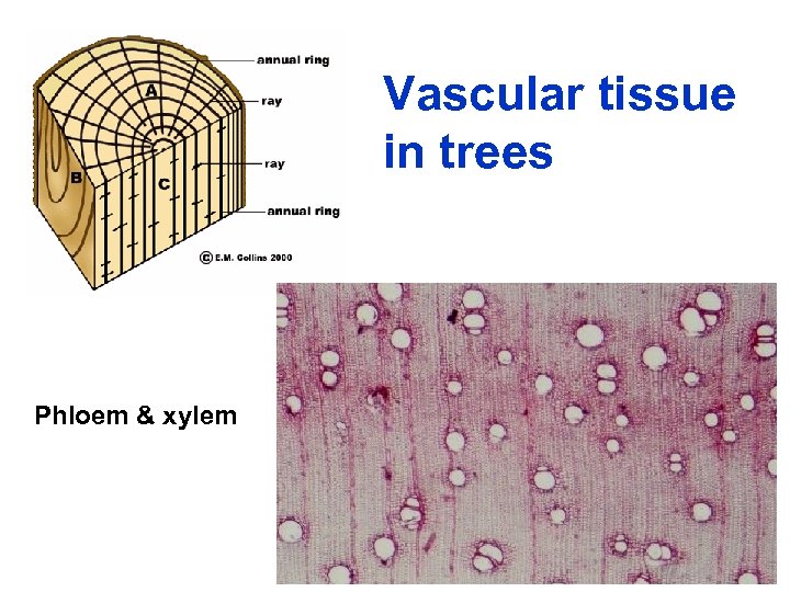 Vascular tissue in trees Phloem & xylem 