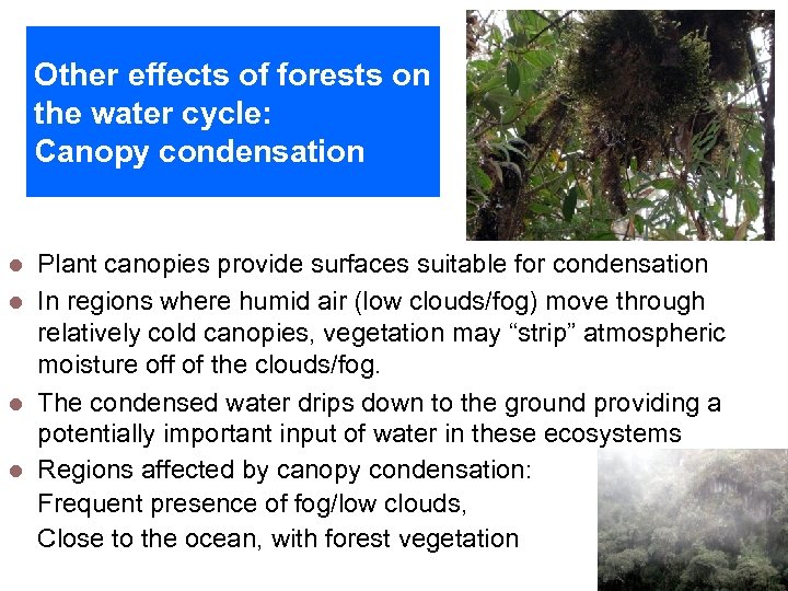 Other effects of forests on the water cycle: Canopy condensation (M. Scholl, U. S.
