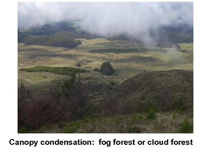 Canopy condensation: fog forest or cloud forest 
