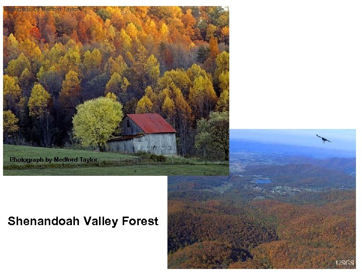 Photograph by Medford Taylor Shenandoah Valley Forest 