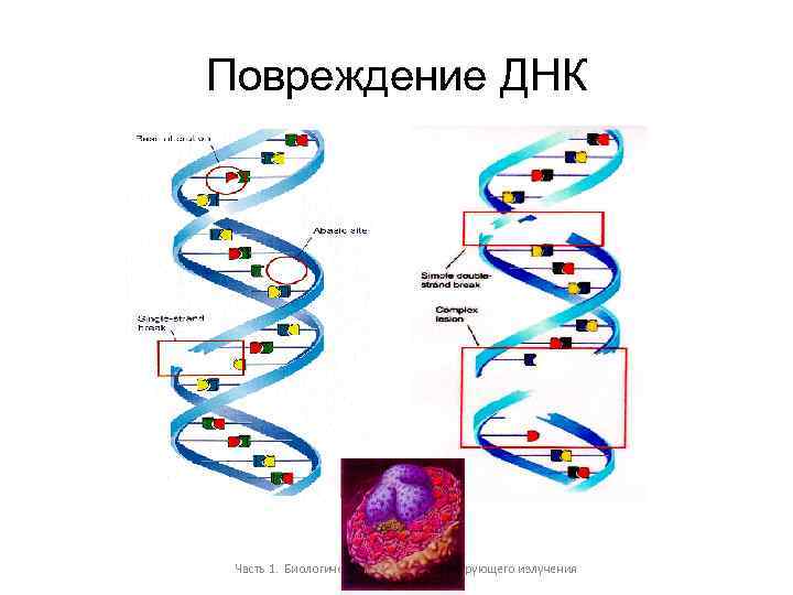 Повреждение ДНК 13 Часть 1. Биологические эффекты ионизирующего излучения 