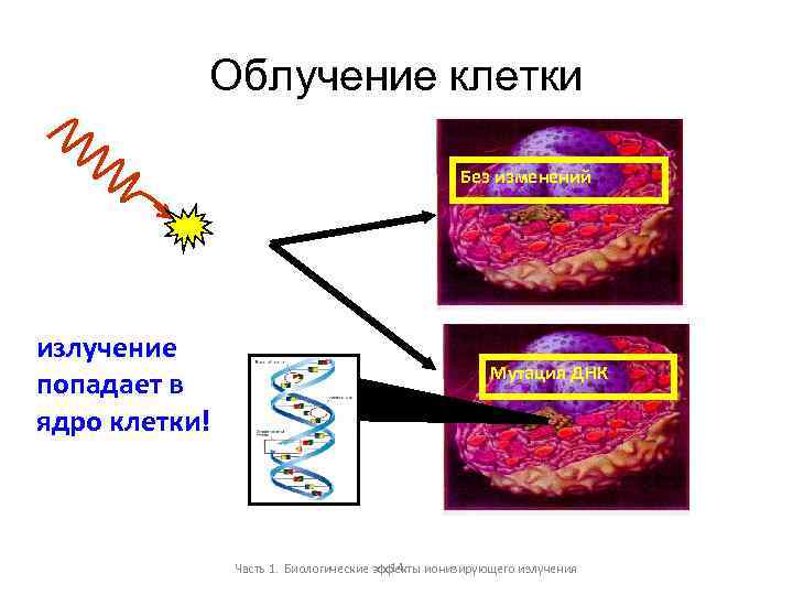 Облучение клетки Без изменений излучение попадает в ядро клетки! Мутация ДНК 14 Часть 1.