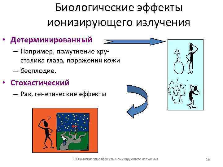 Биологические эффекты ионизирующего излучения • Детерминированный – Например, помутнение хрусталика глаза, поражения кожи –