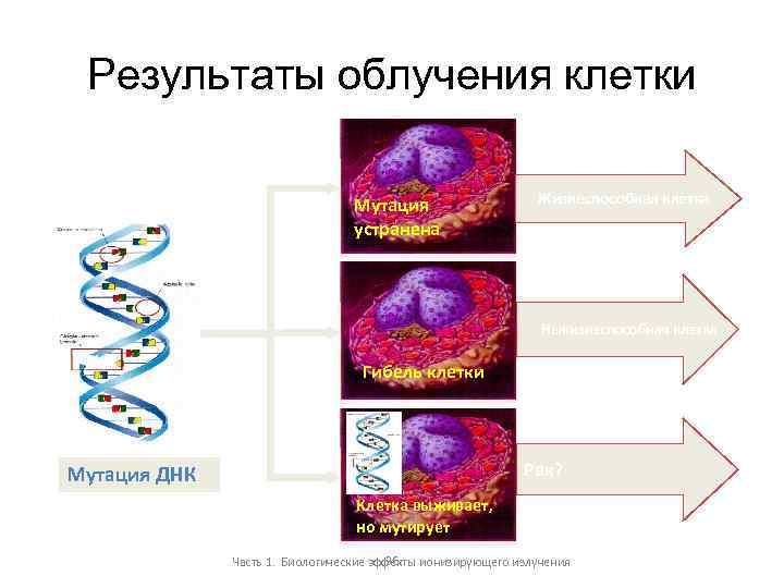 Результаты облучения клетки Мутация устранена Жизнеспособная клетка Нежизнеспособная клетка Гибель клетки Рак? Мутация ДНК