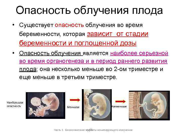 Опасность облучения плода • Существует опасность облучения во время беременности, которая зависит от стадии