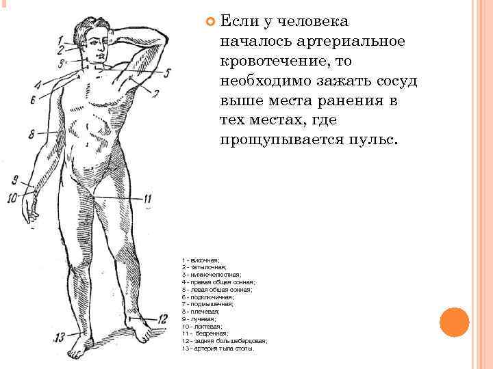  Если у человека началось артериальное кровотечение, то необходимо зажать сосуд выше места ранения