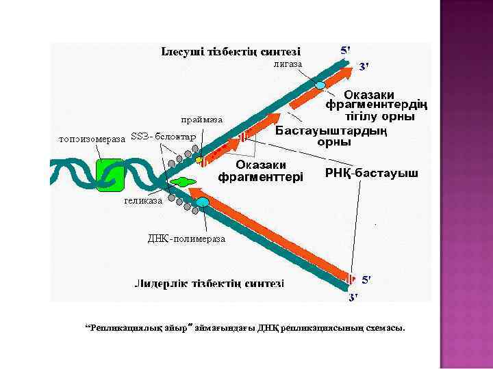 “Репликациялық айыр” аймағындағы ДНҚ репликациясының схемасы. 