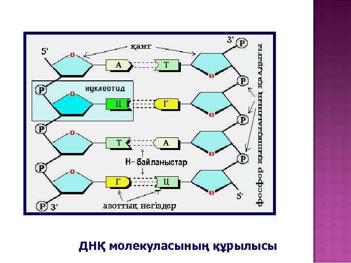 ДНҚ молекуласының құрылысы 