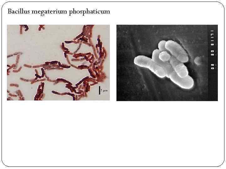 Bacillus megaterium phosphaticum 