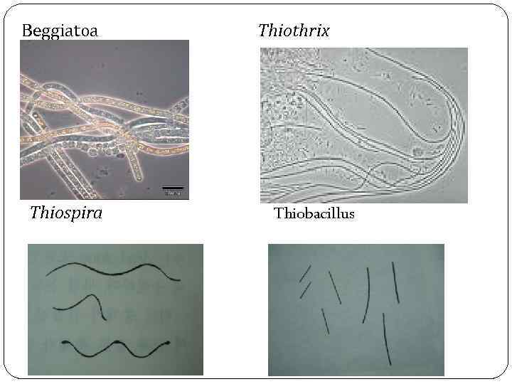 Beggiatoa Thiothrix Thiospira Thiobacillus 