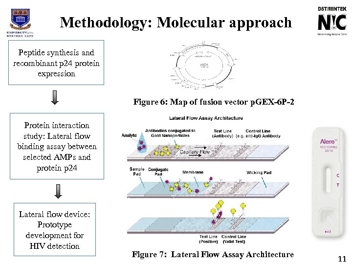 Methodology: Molecular approach Peptide synthesis and recombinant p 24 protein expression Figure 6: Map