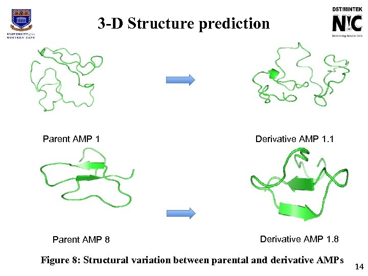 3 -D Structure prediction Parent AMP 1 Parent AMP 8 Derivative AMP 1. 1