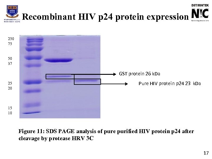 Recombinant HIV p 24 protein expression 250 75 50 37 GST protein 26 k.