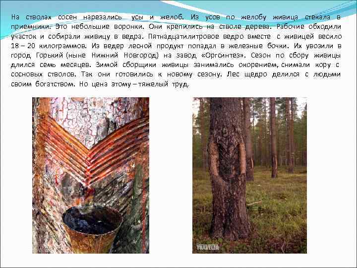 На стволах сосен нарезались усы и желоб. Из усов по желобу живица стекала в