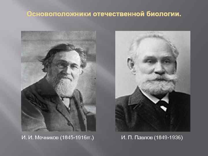 Основоположники отечественной биологии. И. И. Мечников (1845 -1916 гг. ) И. П. Павлов (1849