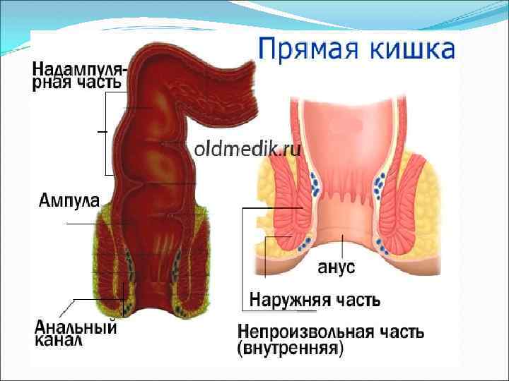 Анатомия прямой кишки и заднего прохода у мужчин фото