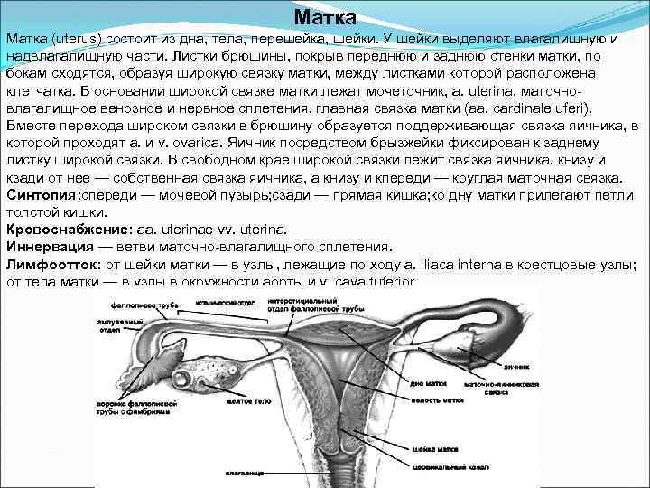 Матка (uterus) состоит из дна, тела, перешейка, шейки. У шейки выделяют влагалищную и надвлагалищную