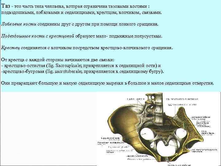 Таз - это часть тела человека, которая ограничена тазовыми костями : подвздошными, лобковыми и