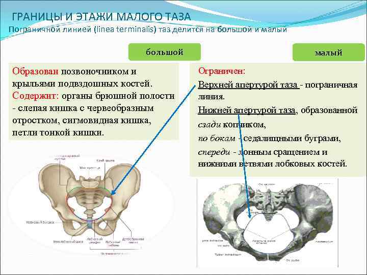  ГРАНИЦЫ И ЭТАЖИ МАЛОГО ТАЗА Пограничной линией (linea terminalis) таз делится на большой