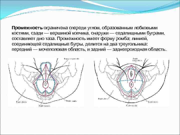 Промежность ограничена спереди углом, образованным лобковыми костями, сзади — вершиной копчика, снаружи — седалищными