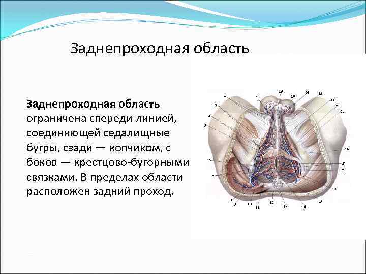 Заднепроходная область ограничена спереди линией, соединяющей седалищные бугры, сзади — копчиком, с боков —