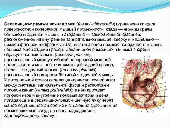 Седалищно-прямокишечная ямка (fossa ischiorectalis) ограничена спереди поверхностной поперечной мышцей промежности, сзади — нижним краем