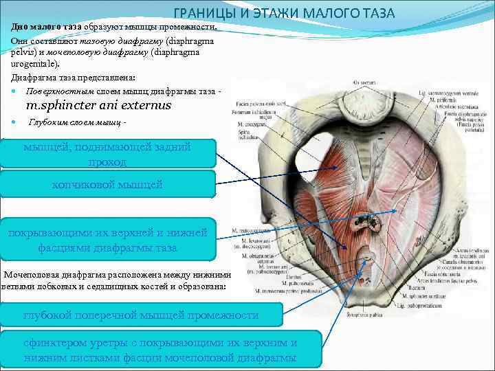  ГРАНИЦЫ И ЭТАЖИ МАЛОГО ТАЗА Дно малого таза образуют мышцы промежности. Они составляют