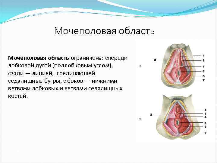 Мочеполовая область ограничена: спереди лобковой дугой (подлобковым углом), сзади — линией, соединяющей седалищные бугры,