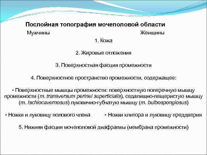 Послойная топография мочеполовой области Женщины Мужчины 1. Кожа 2. Жировые отложения 3. Поверхностная фасция