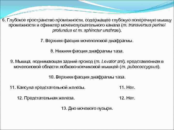 6. Глубокое пространство промежности, содержащее глубокую поперечную мышцу промежности и сфинктер мочеиспускательного канала (m.