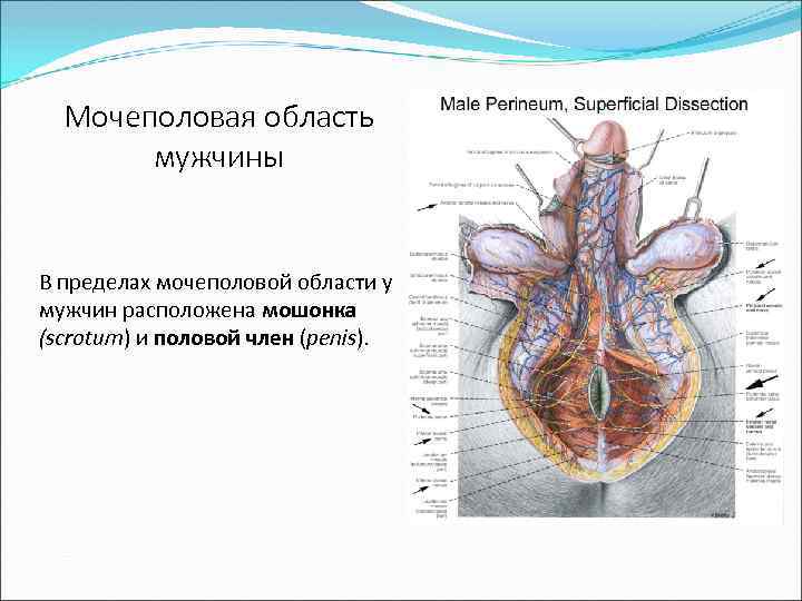 Мочеполовая область мужчины В пределах мочеполовой области у мужчин расположена мошонка (scrotum) и половой