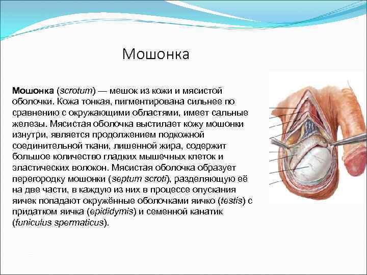 Мошонка (scrotum) — мешок из кожи и мясистой оболочки. Кожа тонкая, пигментирована сильнее по