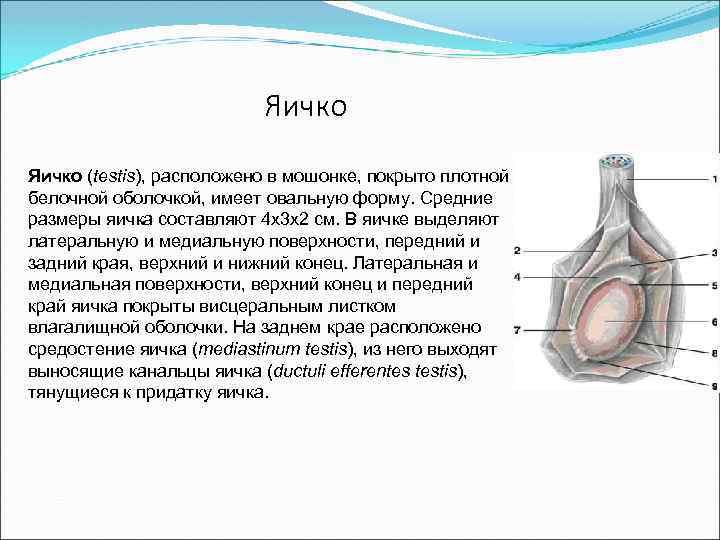 Яичко (testis), расположено в мошонке, покрыто плотной белочной оболочкой, имеет овальную форму. Средние размеры