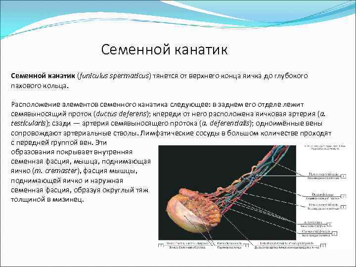 Семенной канатик (funiculus spermaticus) тянется от верхнего конца яичка до глубокого пахового кольца. Расположение