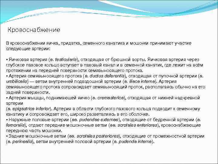 Кровоснабжение В кровоснабжении яичка, придатка, семенного канатика и мошонки принимают участие следующие артерии: •