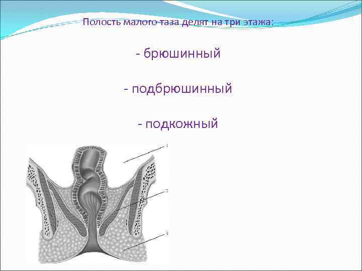 Полость малого таза делят на три этажа: - брюшинный - подкожный 