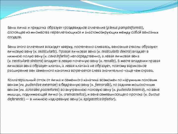 Вены яичка и придатка образует гроздевидное сплетение (plexus pampiniformis), состоящее из множества переплетающихся и