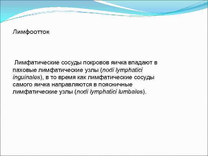 Лимфоотток Лимфатические сосуды покровов яичка впадают в паховые лимфатические узлы (nodi lymphatici inguinales), в