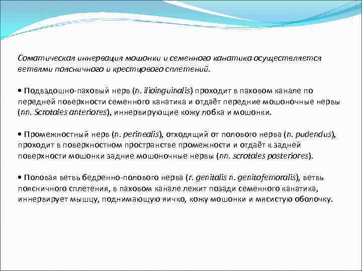 Соматическая иннервация мошонки и семенного канатика осуществляется ветвями поясничного и крестцового сплетений. • Подвздошно-паховый