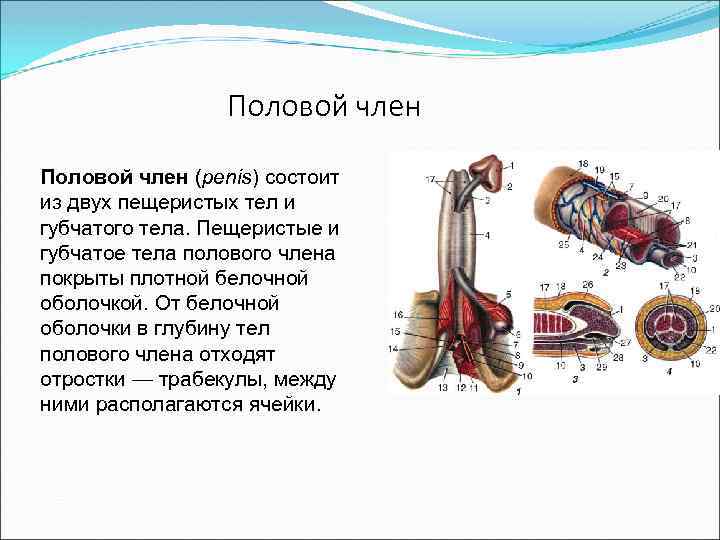 Половой член (penis) состоит из двух пещеристых тел и губчатого тела. Пещеристые и губчатое