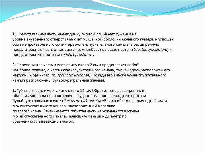 1. Предстательная часть имеет длину около 4 см. Имеет сужение на уровне внутреннего отверстия