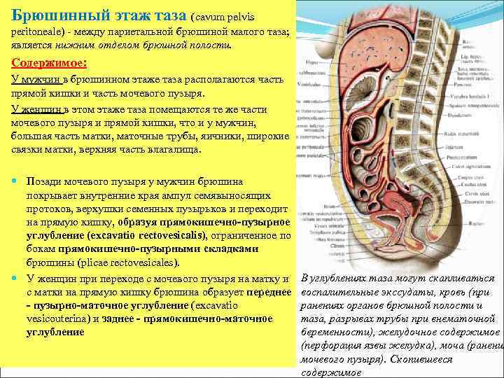 Брюшинный этаж таза (cavum pelvis peritoneale) - между париетальной брюшиной малого таза; является нижним