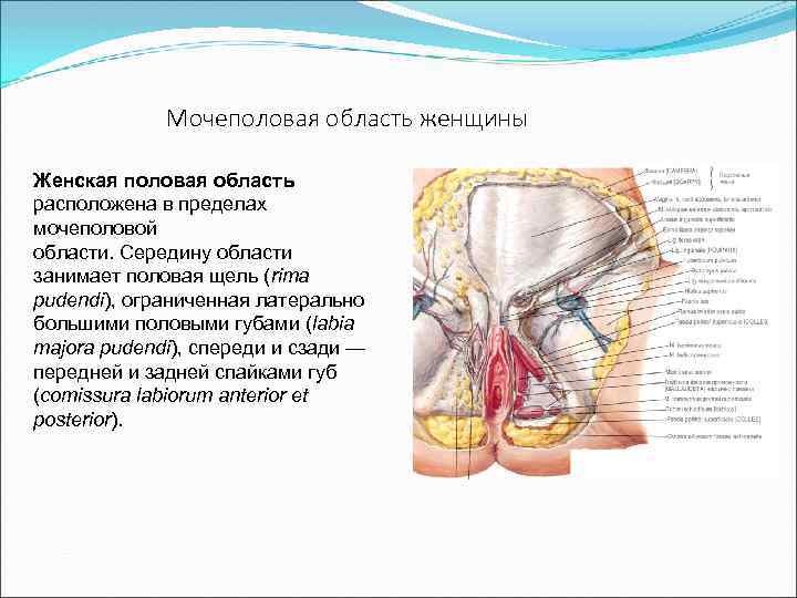 Мочеполовая область женщины Женская половая область расположена в пределах мочеполовой области. Середину области занимает