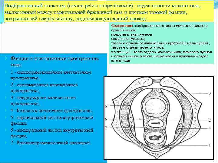 Подбрюшинный этаж таза (cavum pelvis subperitoneale) - отдел полости малого таза, заключенный между париетальной