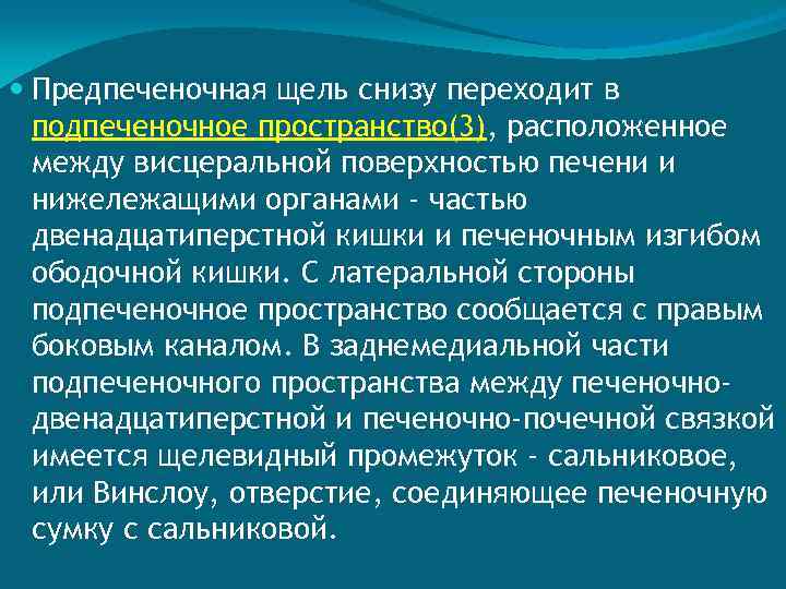  Предпеченочная щель снизу переходит в подпеченочное пространство(3), расположенное между висцеральной поверхностью печени и