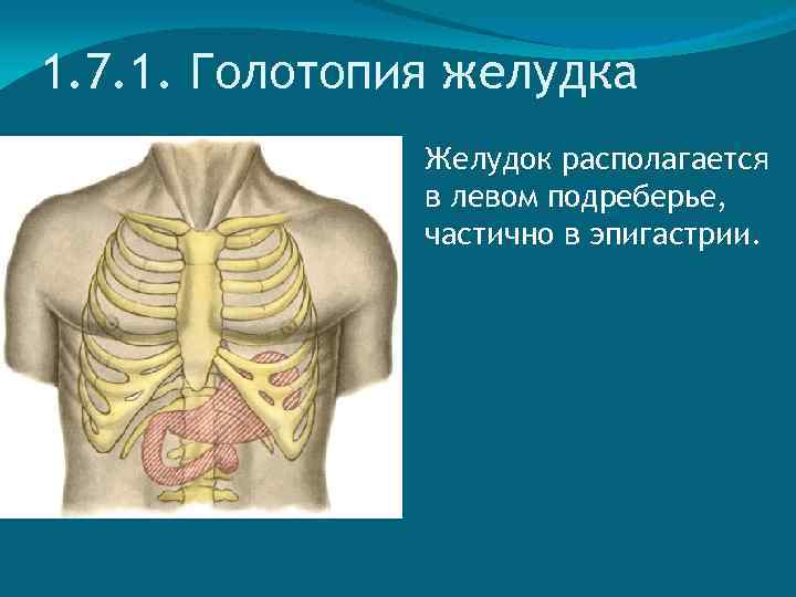 1. 7. 1. Голотопия желудка Желудок располагается в левом подреберье, частично в эпигастрии. 