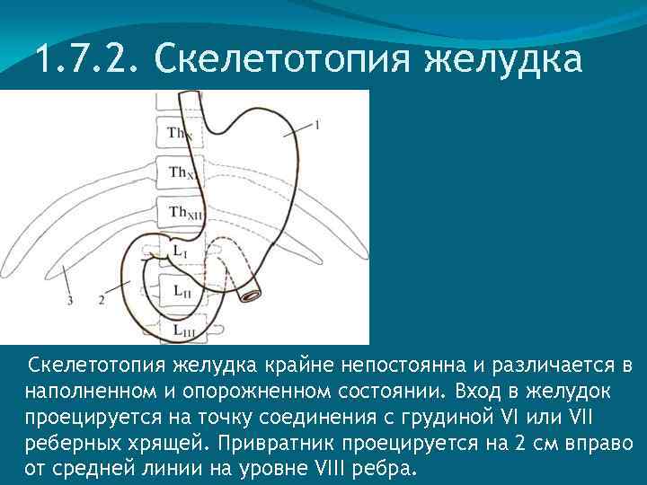 1. 7. 2. Скелетотопия желудка крайне непостоянна и различается в наполненном и опорожненном состоянии.